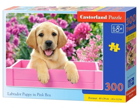 Castor Puzzle 300 elementów Labrador w pudełku